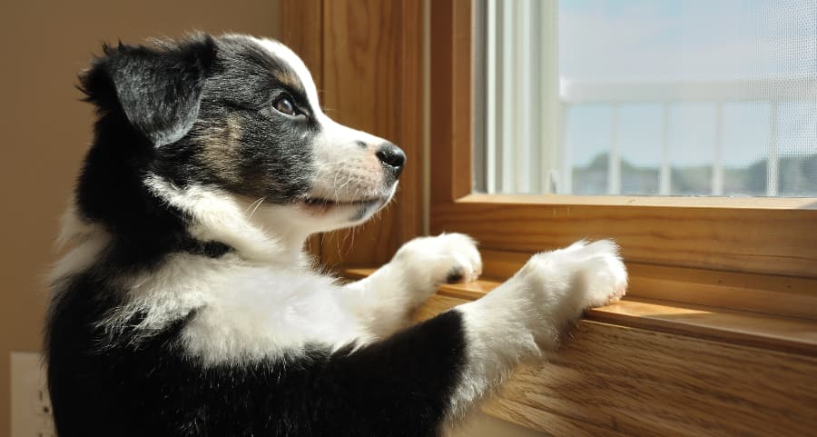 Dog with paws looking out a window and waiting for owners to return home.